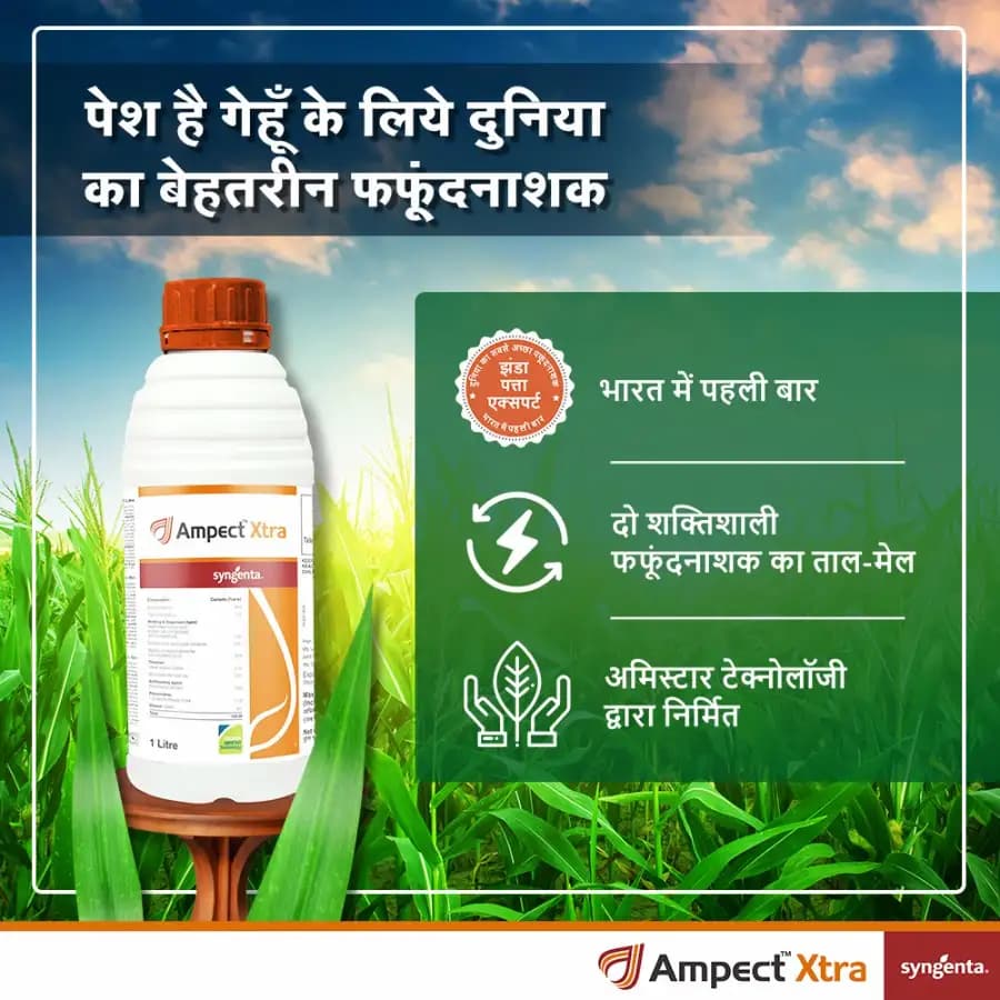 Syngenta Ampect Xtra Fungicide - Image 2