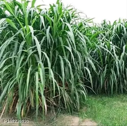 Sri Sai Forestry Punjabi Grass Seeds For Multi Cut, Animal Fodder Seeds, Green and Dry Fodder Seeds - Image 3