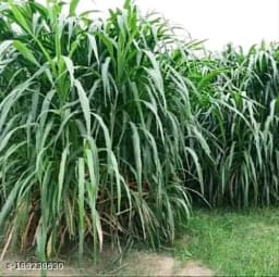 श्री साई फॉरेस्ट्री पंजाबी घास के बीज बहु-कटाई के लिए, पशु चारा के बीज, हरी और सूखे चारा घास के बीज 3