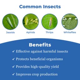 Texan PW - Thiamethoxam 70% WS Systemic Insecticide, To Control Aphids, Jassids, Thrips, and Whiteflies 3