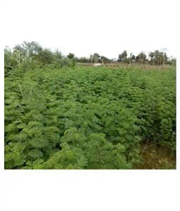 SK ORGANIC Combo Pack (Alfalfa Lucerne seeds 500 Gm + Hedge Lucerne Seeds 500 Gm) Velimasal-Dasrath Seeds 1
