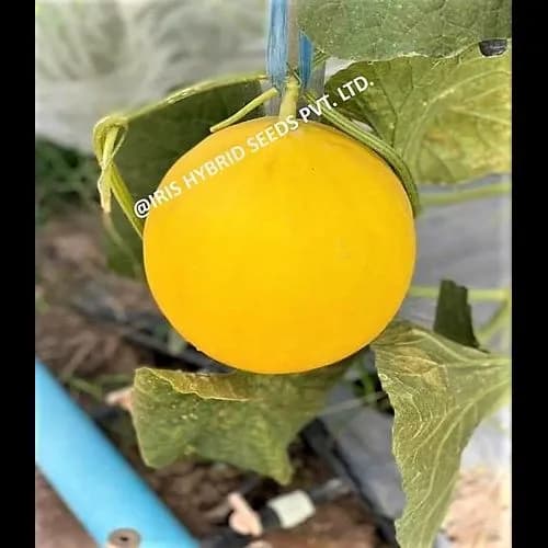 Iris Hybrid Fruit Seeds F1 Hybrid Musk Melon Goldy-09, Oblong Shape, Excellent Fruit Settings - Image 1