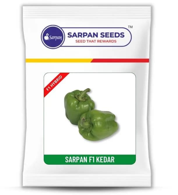 Sarpan Kedar Hybrid Baby Capsicum Seeds, Dark Green And Pungent, Best For Long Distance Transportation.