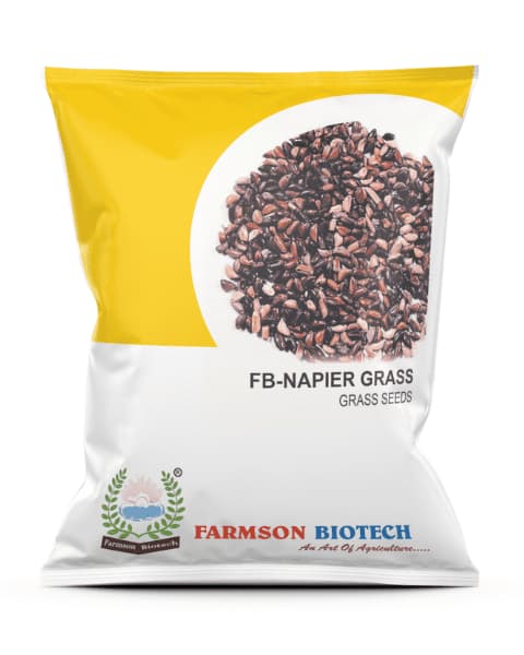 Farmson Napier Grass Seeds, Fodder Grass Seeds, Cultivated Throughout the Year under Irrigated Conditions