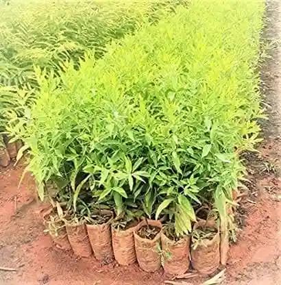 Sri Sai Forestry Safed Chandan Plant Tree Seeds, White Sandalwood Tree Seeds - Image 5