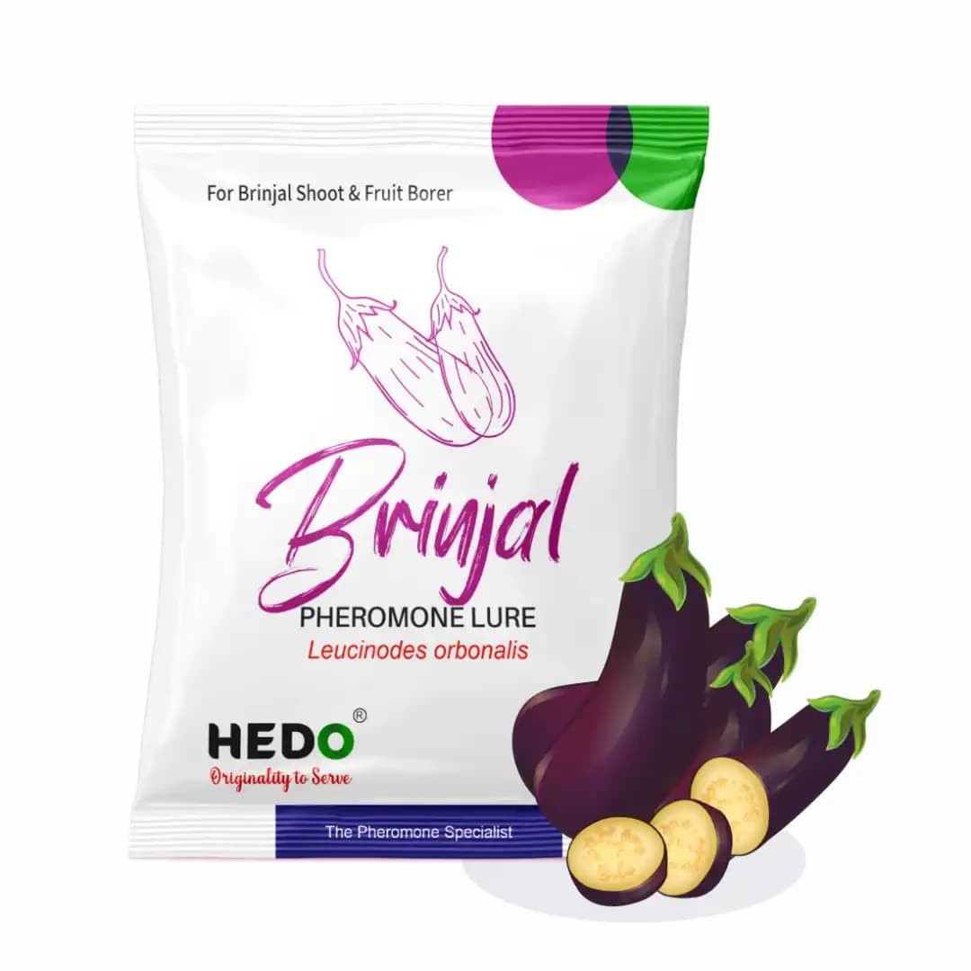 HEDO Brinjal Pheromone Trap And Lure (Leucinodes Orbonalis) For Brinjal Fruit And Shoot Borer Insect - Image 4