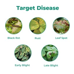 BACF Nutrixulf Sulphur 40% SC Fungicides, Effective Against Powdery Mildew, Rust, Leaf Spot. 3