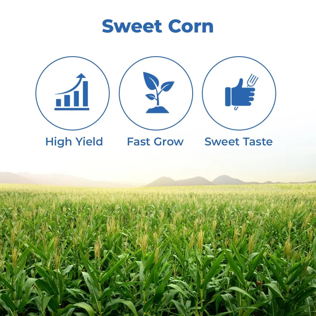 Advanta F1 Hybrid Golden Honey Sweet Corn Seed, Sugary-Enhanced Hybrid With Tender, Flavorful And Sweet Kernels - Image 3