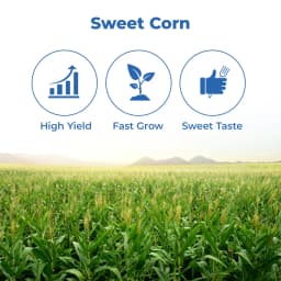 Advanta F1 Hybrid Golden Honey Sweet Corn Seed, Sugary-Enhanced Hybrid With Tender, Flavorful And Sweet Kernels 3