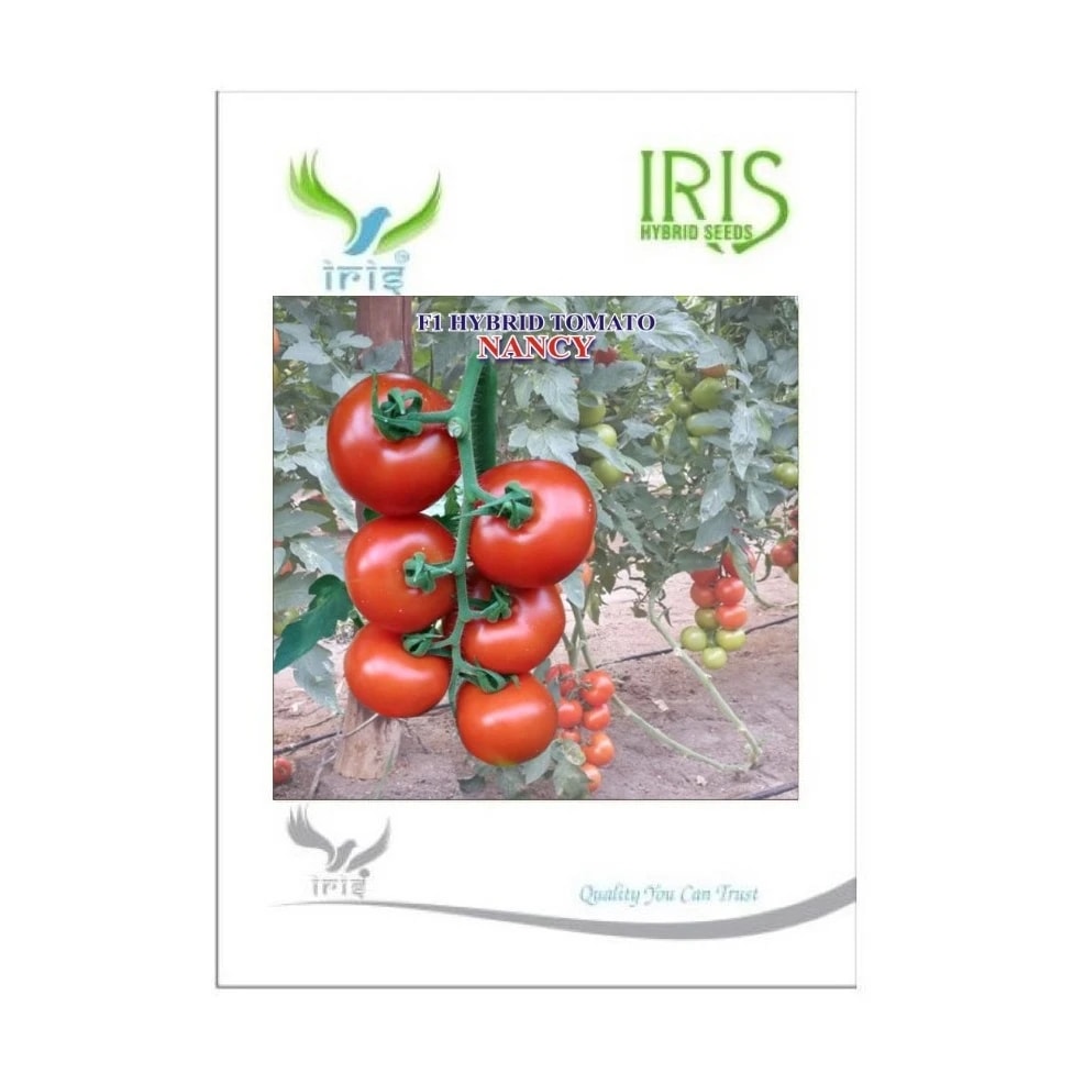 Iris Nancy F1 Hybrid Tomato Seeds, Flat Round, High Yield, TYLCV And Bacterial Wilt Tolerant
