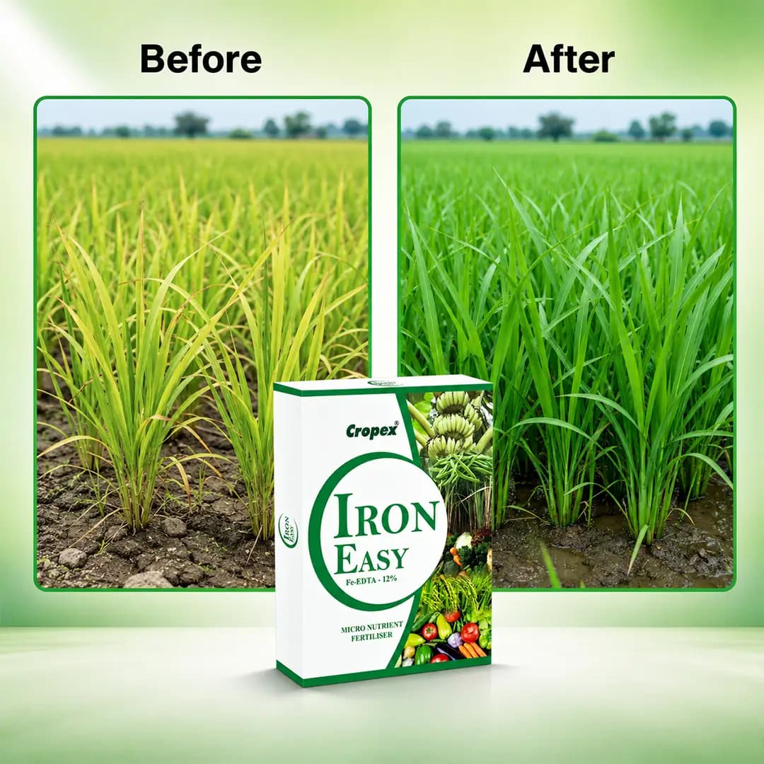 ಐರನ್ ಈಜಿ Fe-EDTA 12% ಕ್ಲೋರೋಫಿಲ್ ರಚನೆಯನ್ನು ಸುಧಾರಿಸುತ್ತದೆ, ಕಬ್ಬಿಣದ ಕೊರತೆಯನ್ನು ತಡೆಯುತ್ತದೆ ಮತ್ತು ಸರಿಪಡಿಸುತ್ತದೆ - Image 7