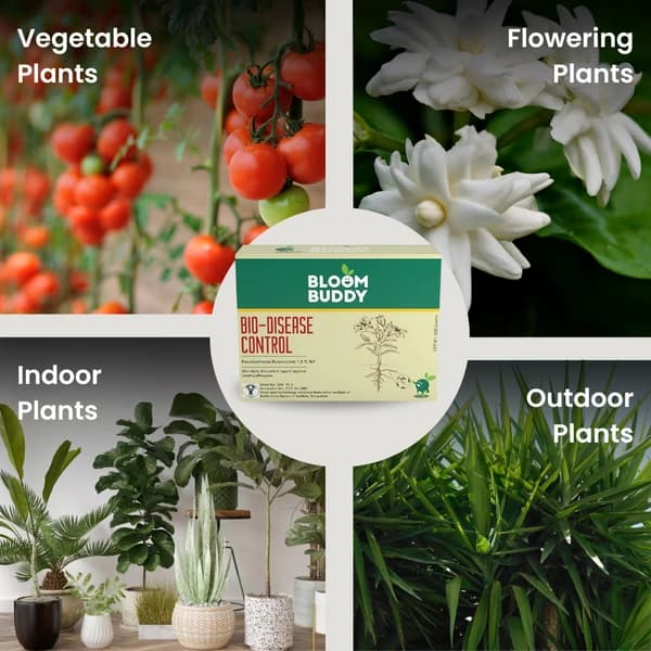 BloomBuddy Bio-Disease Control Pseudomonas Fluorescens 1.0% WP, Natural Plant Strengthener & Disease Fighter - Image 5