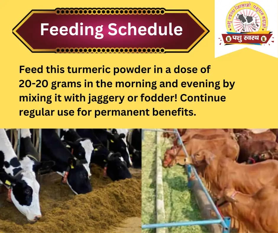 PASHU SVASTH ORGANIC HALDI, Animal Health Supplements, A Natural Shield for Animals, Increase Immunity, Fighting Cancer And More - Image 3