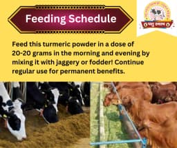 PASHU SVASTH ORGANIC HALDI, Animal Health Supplements, A Natural Shield for Animals, Increase Immunity, Fighting Cancer And More 3