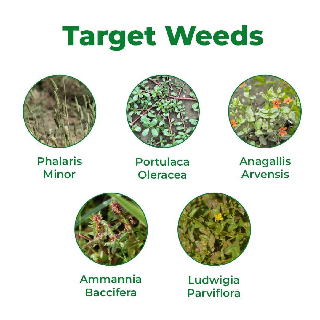 GSP Pendifix Pendimethalin 30% EC, Pre-Emergence Selective Herbicide For Major Crop - Image 3