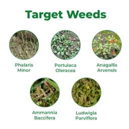 जीएसपी पेंडिफ़िक्स पेंडिमेथालिन 30% ईसी, प्रमुख फसलों के लिए प्री-इमर्जेंस चयनात्मक खरतपरवारनाशक 3