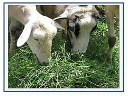 RK Seeds Stylo Hamata Grass Seed , Grass Seeds , Fodder Seeds , Stylosanthes Hamata Seed,stylo grass seeds,cattle grass seeds ,grass seeds plantation 3