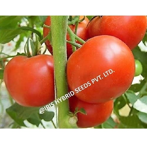 Iris Nancy F1 Hybrid Tomato Seeds, Flat Round, High Yield, TYLCV And Bacterial Wilt Tolerant - Image 7