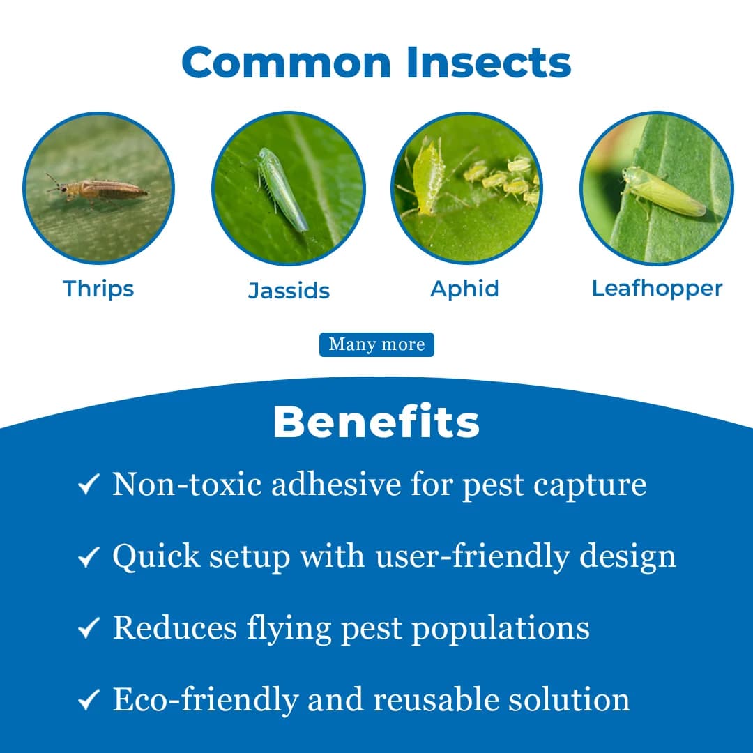 Chipku A5 Yellow & Blue Sticky Trap For Insects, For Garden & Agriculture To Control Whiteflies, Aphids, Thrips, Jassids - Image 3