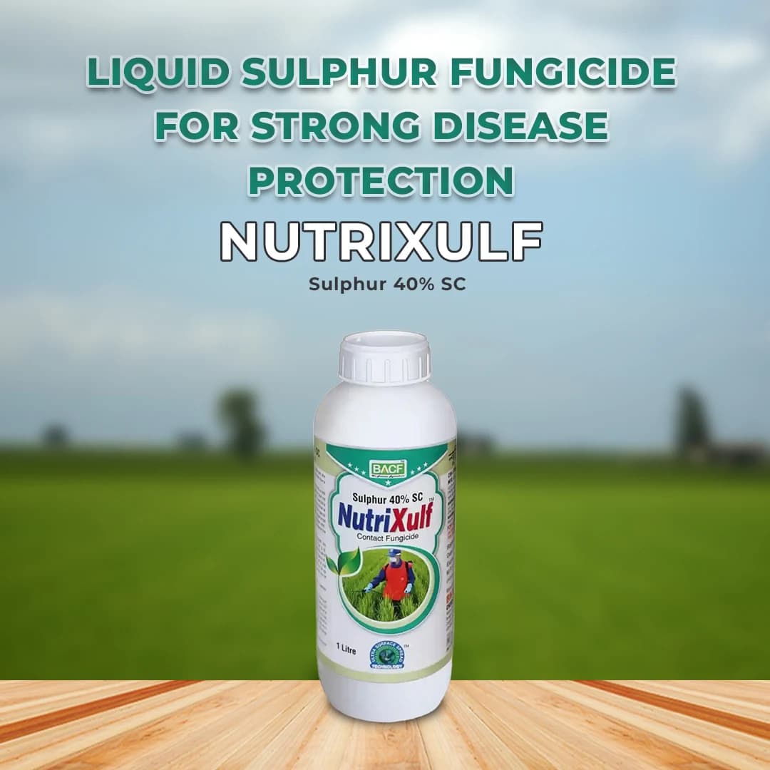 BACF Nutrixulf Sulphur 40% SC Fungicides, Effective Against Powdery Mildew, Rust, Leaf Spot. - Image 2