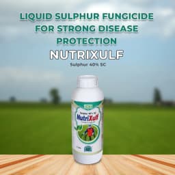BACF Nutrixulf Sulphur 40% SC Fungicides, Effective Against Powdery Mildew, Rust, Leaf Spot. 2