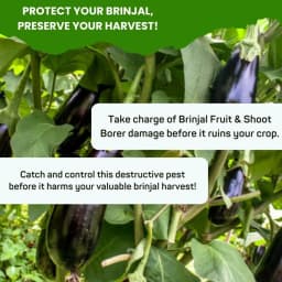 Chipku Pheromone Trap Funnel With Leucinodes Orbonalis Lure, To Catch Insect Moth Of Brinjal Fruit and Shoot Borer Lucin, Trap And Lure 3