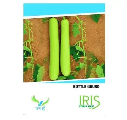 Iris Bottle Gourd 15 Seeds - Lauki Seeds