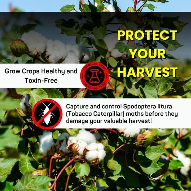 Chipk Pheromone Trap Funnel With Spodoptera Litura Lure For Brown Spotted & Tobacco Caterpillar, Useful In Cotton, Sunflower, Caster, Groundnut Crops. - Image 7