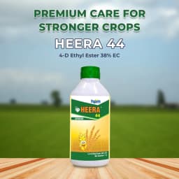 HPM Heera 44 - 2,4-D Ethyl Ester 38% EC, Belongs To Phenoxy Carboxylic Acid, Wide Spectrum Weedicide 2