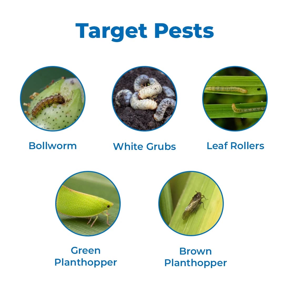 बीएसीएफ कैटनिप - क्लोरपाइरीफोस 20% सीएस. प्रणालीगत कीटनाशक, धान, मूंगफली, कपास, गेहूं और सब्जियों की फसलों के लिए - Image 3