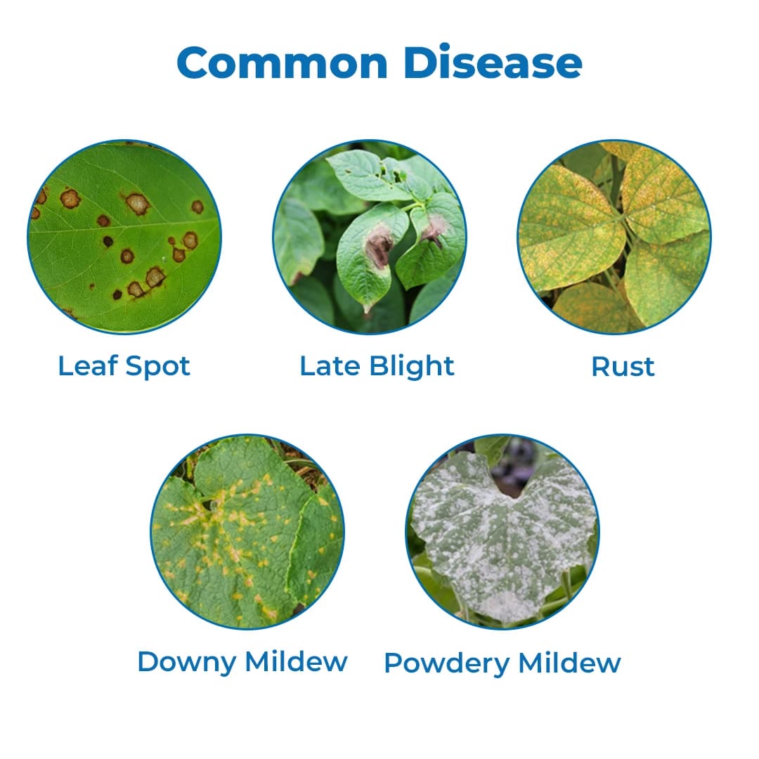 Adama Mastercop Copper Sulfate Pentahydrate 23.99% Fungicide, Release Of Copper Ions For Faster Activity On Pathogens Present On The Leaves - Image 3