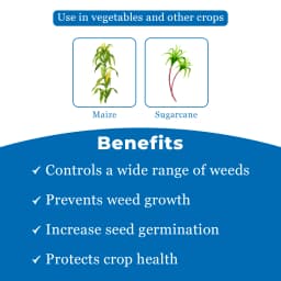 EBS ASAR Atrazine 50% WP Herbicide, Selective Systemic Pre and Post-Emergence Herbicide, Use for Maize and Sugarcane 4