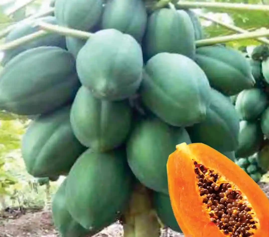Indus Seed F1 Hybrid Red Sun Dwarf Papaya Seeds, Uniform Fruits, Tolerant To Ringspot Virus (10 Seeds) - Image 2