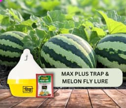 Chipku Pheromone Mac Phill or Max Plus Trap With Melon Fly Lure (Bactrocera Cucurbitae) Weather Proof Long Lasting, For Melons, Cucumber, Tomato. 2