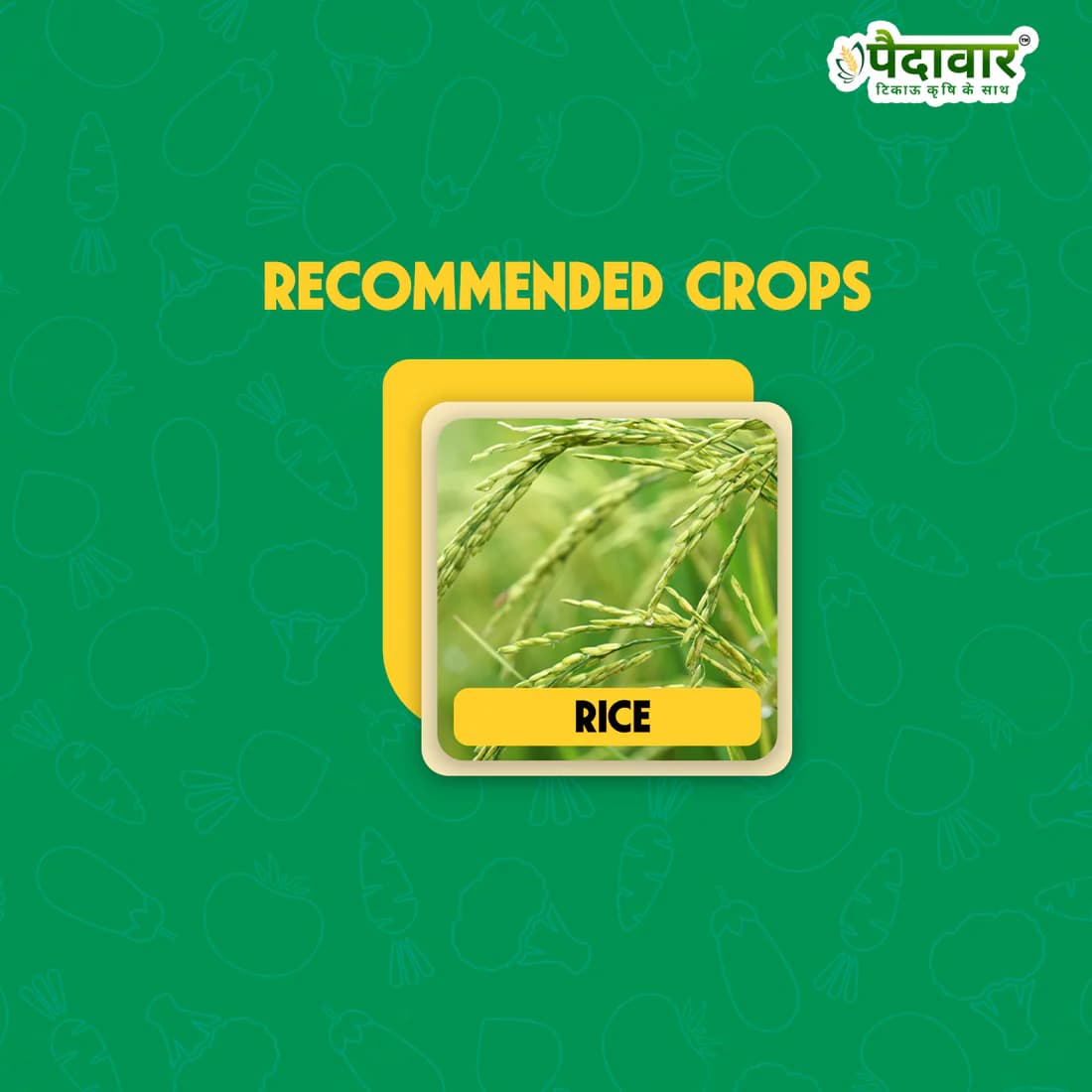 Paidavaar Bisso Gold Bispyribac Sodium 10% SC Herbicide For Rice - Image 2