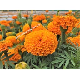 Iris IHS-786 F1 Hybrid Orange Marigold Seeds, Compact Orange Blooms, High Yield And Long Stems 4