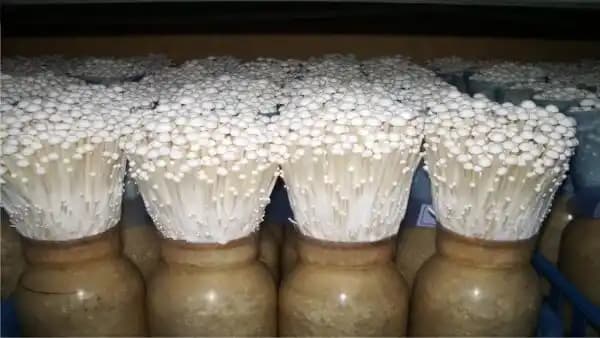Enoki (Enokitake) (Flammulina Velutipes) Culture In Test Tube, 100% Clean, Active Mycelium
