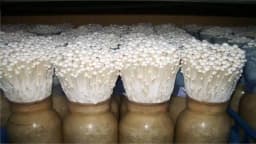 Enoki (Enokitake) (Flammulina Velutipes) Culture In Test Tube, 100% Clean, Active Mycelium 1
