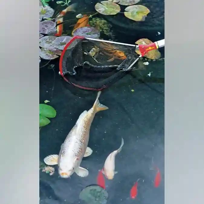 Wolf Garten Skim Net (WF-M), Special Shape Makes Perfect for Catching and Transferring Fish - Image 3