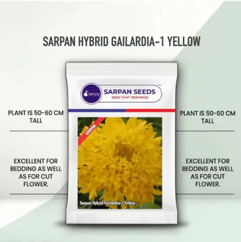 Sarpan Gailardia Hybrid SGH-1 Yellow Seeds, Used For Meadow Gardens, Garden Borders, Raised Beds, and Mass Planting - Image 1