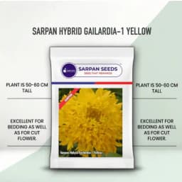 सरपन गेलार्डिया हाइब्रिड एसएच-1 पीले बीज, मैदानी बगीचों, बगीचे की सीमाओं, ऊंचे बेडिंग और बड़े पैमाने पर रोपण के लिए उपयोग किए जाते हैं. 2