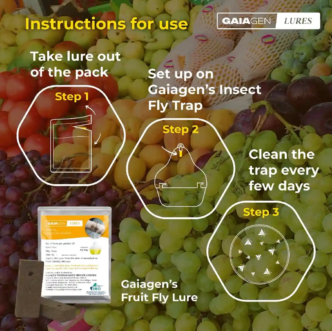Gaiagen Pheromone Fruit Fly Lure (Bactrocera dorsalis) And Insect Fly Trap, IMO Certified - Image 4