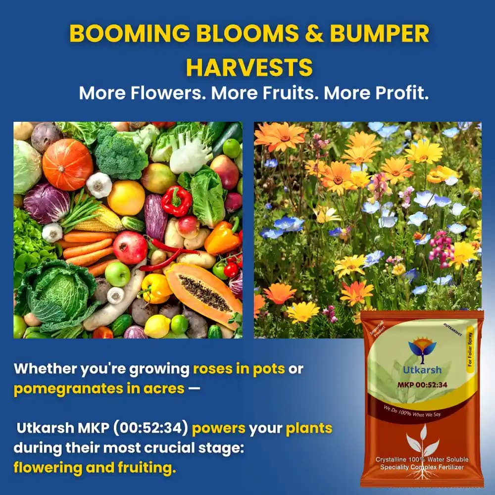 Utkarsh MKP (00:52:34) (Mono Potassium Phosphate) KH2PO4, 100% Water Soluble Complex Fertilizer, Best for Drip Irrigation - Image 2