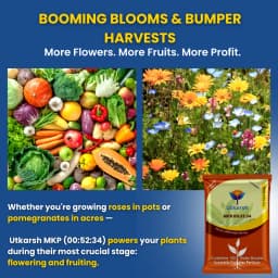 Utkarsh MKP (00:52:34) (Mono Potassium Phosphate) KH2PO4, 100% Water Soluble Complex Fertilizer, Best for Drip Irrigation 2