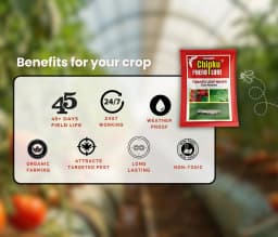 Chipku Pheromone Water Trap With Tuta Absoluta Lure To Catch Insect Tomato Leaf Miner (TLM) of Tomato, Potato, Egg Plant etc. 7