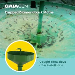 Gaiagen DBM Lure and Traps Pheromone Lure for Diamondback Moth (Plutella xylostella) & Insect Water Trap (Wota-T) 7