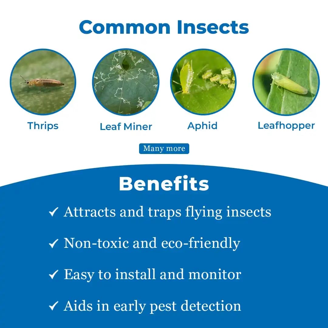 Eco Sticky Trap - A4 Size, Combo Of Yellow and Blue Sticky Trap For The Insects. - Image 4