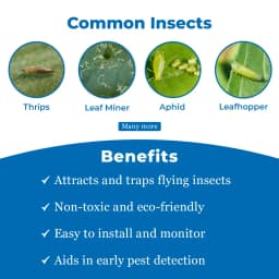 Eco Sticky Trap - A4 Size, Combo Of Yellow and Blue Sticky Trap For The Insects. 4