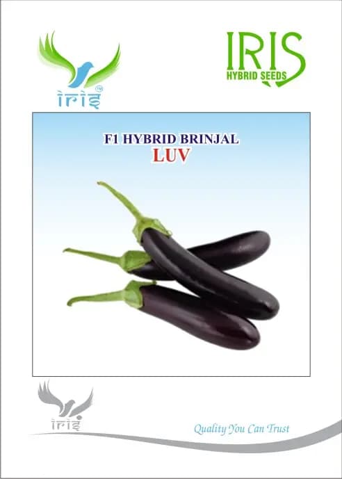 Iris Luv Brinjal Seeds - (Baingan Seeds) Black Purple and Long Cylindrical - Image 1