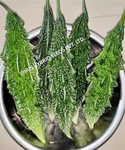 Iris Hybrid Vegetable Seeds, F1 Hybrid Bitter Gourd IHS-909, Attractive Green Color 2